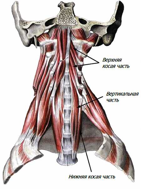 Атлас мышц человека.   . Иллюстрация 76