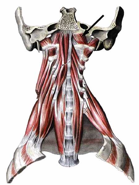 Атлас мышц человека.   . Иллюстрация 80