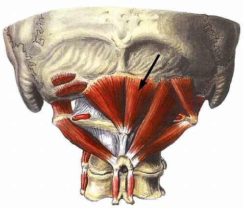 Атлас мышц человека.   . Иллюстрация 85
