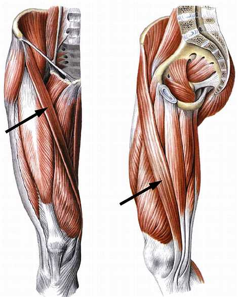 Атлас мышц человека.   . Иллюстрация 88