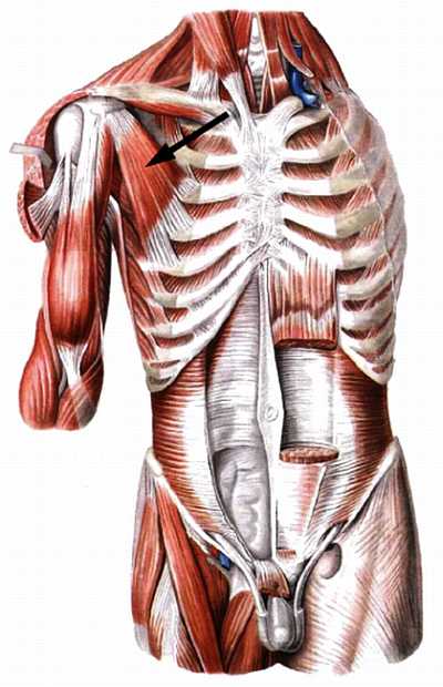 Атлас мышц человека.   . Иллюстрация 93