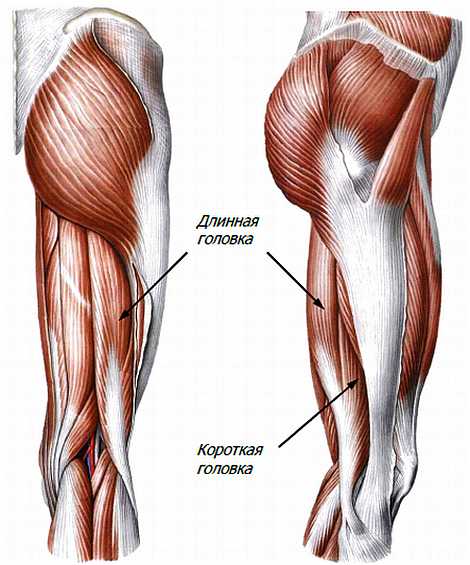 Атлас мышц человека.   . Иллюстрация 94