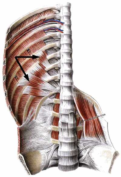 Атлас мышц человека.   . Иллюстрация 102