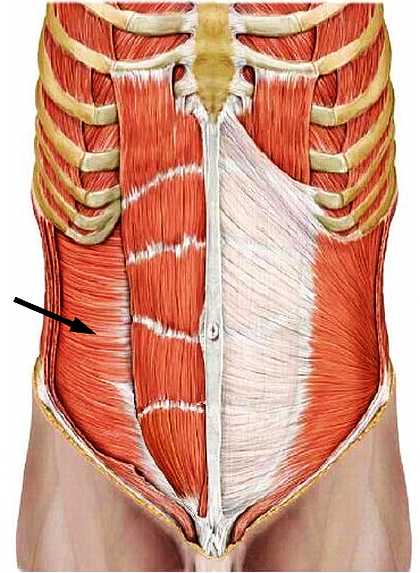 Атлас мышц человека.   . Иллюстрация 114
