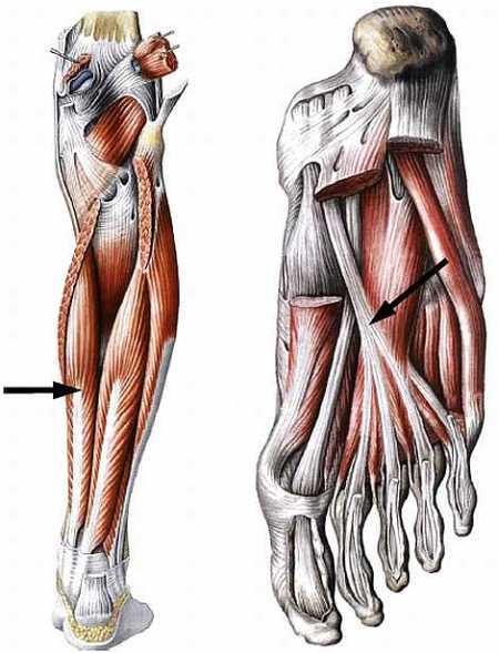 Атлас мышц человека.   . Иллюстрация 122