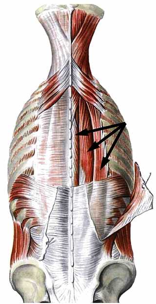 Атлас мышц человека.   . Иллюстрация 143