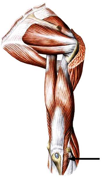 Атлас мышц человека.   . Иллюстрация 165