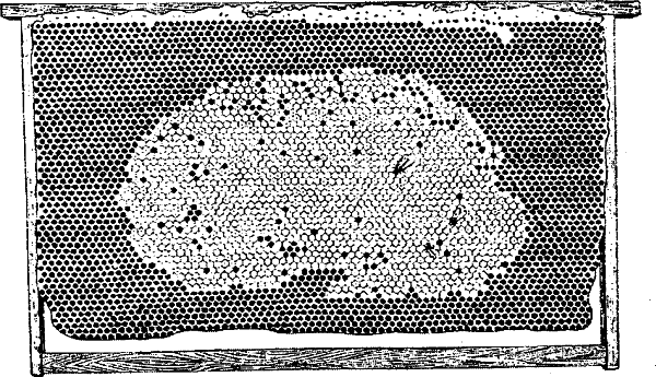 Азбука пчеловода. Руководство по разведению пчел на приусадебном участке. Н И Медведева. Иллюстрация 43