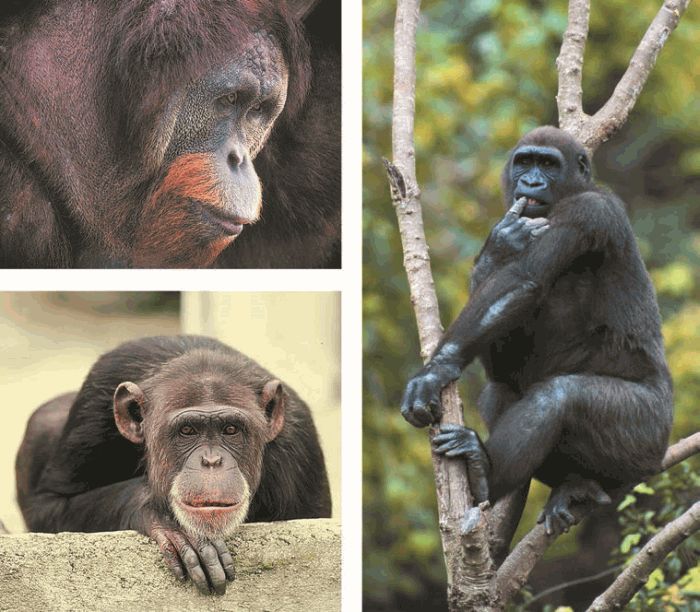 Шимпанзе отличается от человека. Человекообразные обезьяны. Человек и человекообразные обезьяны. Крупная человекообразная обезьяна. Класс приматы.