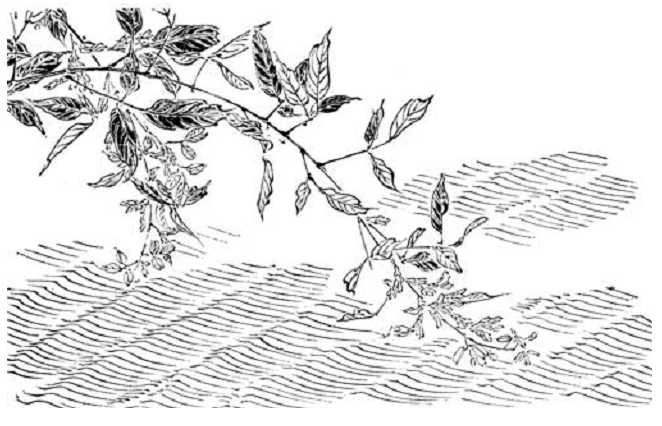 Terra Nipponica. Александр Николаевич Мещеряков. Иллюстрация 6