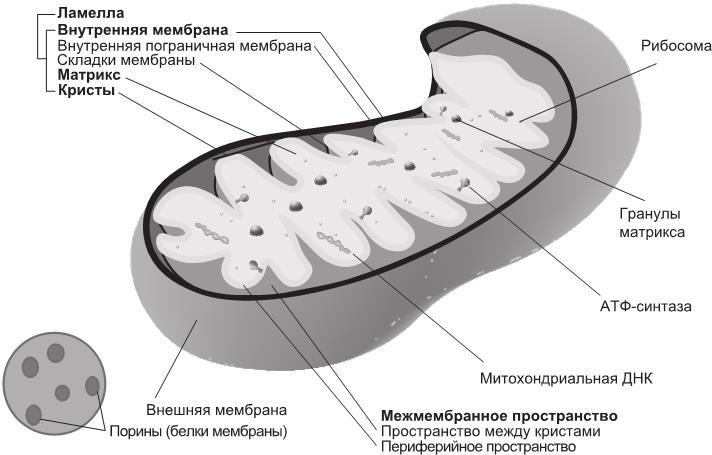 Строение внутренней мембраны митохондрии. Увеличивает площадь поверхности внутренней мембраны митохондрии. Кристы митохондрия внутренняя мембрана наружная мембрана. Мембранах Крист митохондрий. Гранулы митохондрий.