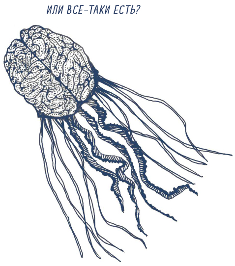 Клетки медузы. Медуза похожая на мозг. У медузы нет мозга. Ван Омберген в моей голове. У медузы есть мозги