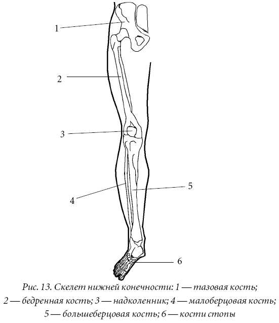 Часть ноги на б. Скелет нижней конечности анатомия. Схема строения нижней конечности. Скелет нижних конечностей схема. Строение нижних конечностей человека анатомия.