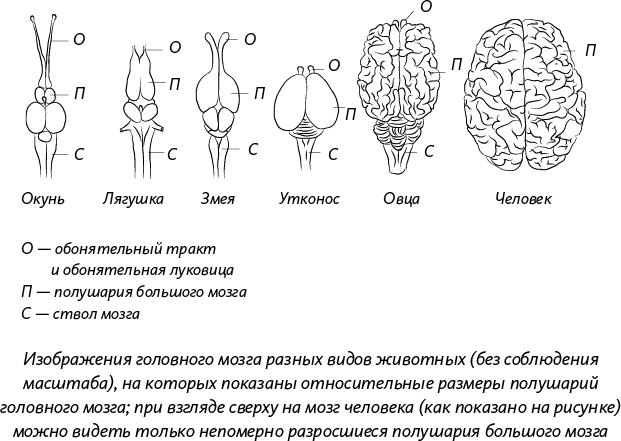 Сравнение мозга позвоночных. Мозг животных. Отделы мозга животных. Головной мозг позвоночных. Мозг разных видов животных.