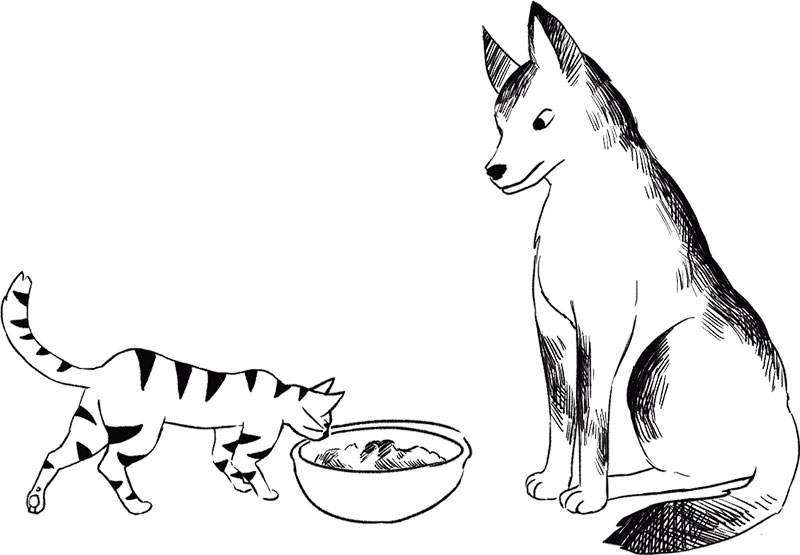 Записки бывалого кота.   . Иллюстрация 12