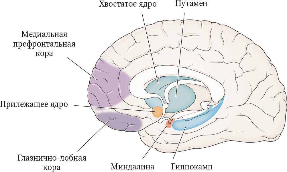 Центр мозга и тела. Хвостатое ядро головного мозга анатомия. Медиальные отделы лобной коры. Функции миндалевидного ядра головного мозга.
