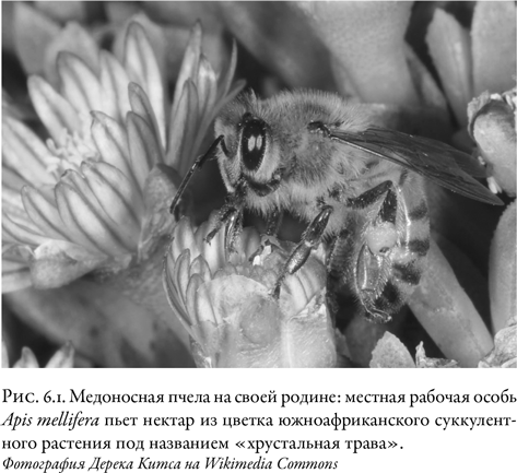 Жужжащие. Естественная история пчёл. Тор  Хэнсон. Иллюстрация 34