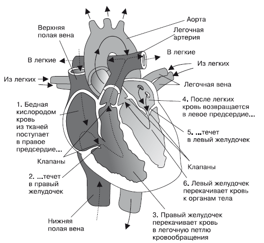 Что показывает кардиограмма. Оксана Владимировна Салова. Иллюстрация 3