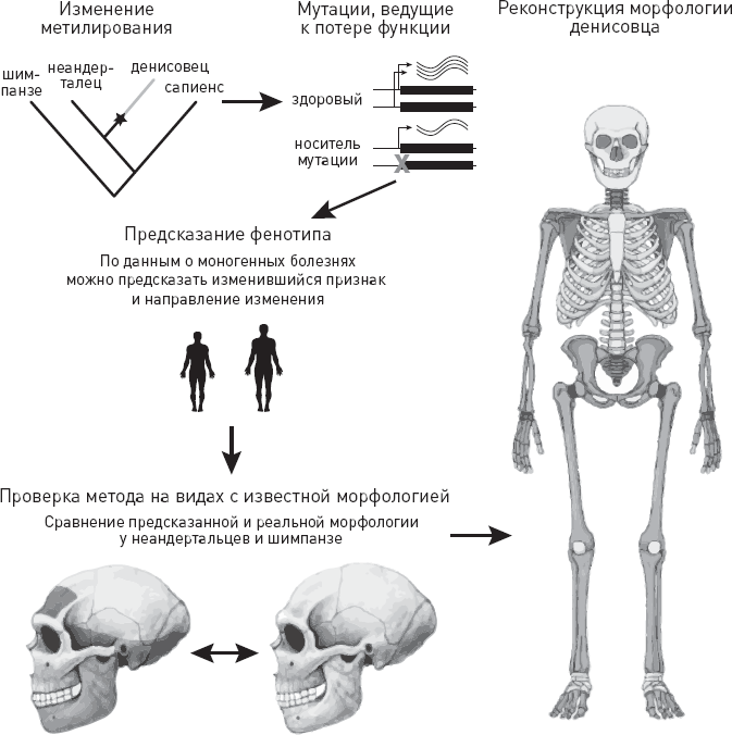 Эволюция человека. Книга 3. Кости, гены и культура.   . Иллюстрация 36