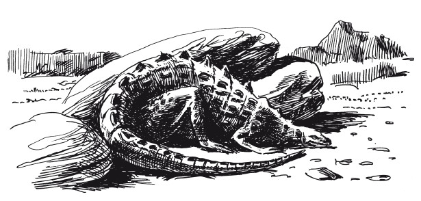 Краткая история динозавров.   . Иллюстрация 126