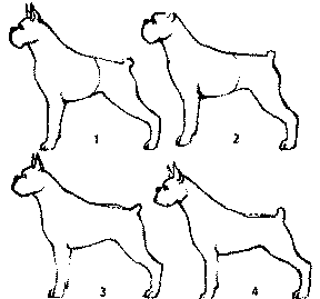Экстерьер собаки и его оценка. Ерусалимский Евгений Львович. Иллюстрация 44