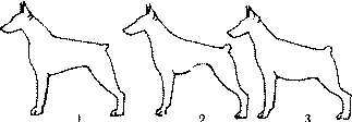 Экстерьер собаки и его оценка. Ерусалимский Евгений Львович. Иллюстрация 54