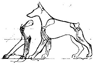 Экстерьер собаки и его оценка. Ерусалимский Евгений Львович. Иллюстрация 60