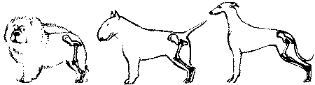 Экстерьер собаки и его оценка. Ерусалимский Евгений Львович. Иллюстрация 68