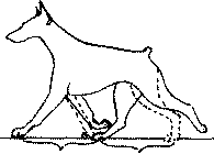 Экстерьер собаки и его оценка. Ерусалимский Евгений Львович. Иллюстрация 77