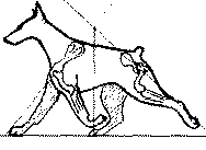 Экстерьер собаки и его оценка. Ерусалимский Евгений Львович. Иллюстрация 78