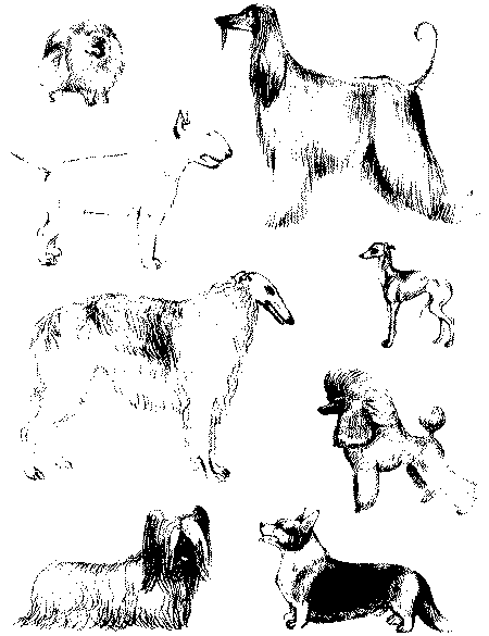 Экстерьер собаки и его оценка. Ерусалимский Евгений Львович. Иллюстрация 86