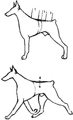 Экстерьер собаки и его оценка. Ерусалимский Евгений Львович. Иллюстрация 99