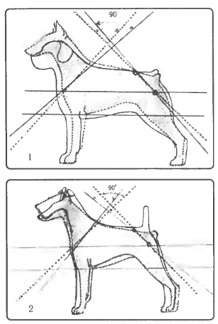 Экстерьер собаки и его оценка. Ерусалимский Евгений Львович. Иллюстрация 102