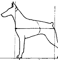 Экстерьер собаки и его оценка. Ерусалимский Евгений Львович. Иллюстрация 109