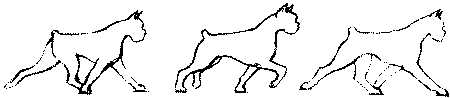 Экстерьер собаки и его оценка. Ерусалимский Евгений Львович. Иллюстрация 112