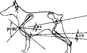 Экстерьер собаки и его оценка. Ерусалимский Евгений Львович. Иллюстрация 116