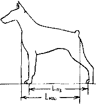Экстерьер собаки и его оценка. Ерусалимский Евгений Львович. Иллюстрация 143