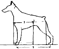 Экстерьер собаки и его оценка. Ерусалимский Евгений Львович. Иллюстрация 146