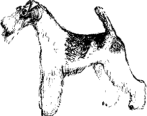Экстерьер собаки и его оценка. Ерусалимский Евгений Львович. Иллюстрация 156