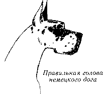 Экстерьер собаки и его оценка. Ерусалимский Евгений Львович. Иллюстрация 160
