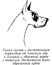 Экстерьер собаки и его оценка. Ерусалимский Евгений Львович. Иллюстрация 161
