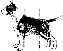 Экстерьер собаки и его оценка. Ерусалимский Евгений Львович. Иллюстрация 168