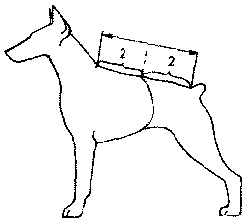 Экстерьер собаки и его оценка. Ерусалимский Евгений Львович. Иллюстрация 180