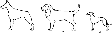 Экстерьер собаки и его оценка. Ерусалимский Евгений Львович. Иллюстрация 183