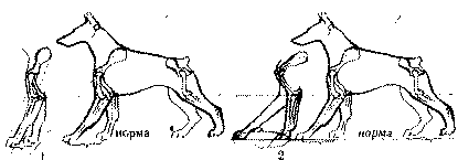 Экстерьер собаки и его оценка. Ерусалимский Евгений Львович. Иллюстрация 184