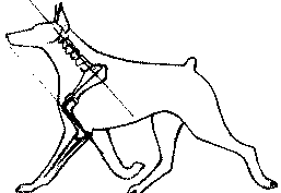 Экстерьер собаки и его оценка. Ерусалимский Евгений Львович. Иллюстрация 185