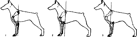 Экстерьер собаки и его оценка. Ерусалимский Евгений Львович. Иллюстрация 186