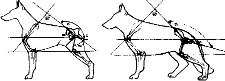 Экстерьер собаки и его оценка. Ерусалимский Евгений Львович. Иллюстрация 188