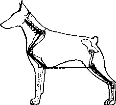 Экстерьер собаки и его оценка. Ерусалимский Евгений Львович. Иллюстрация 189