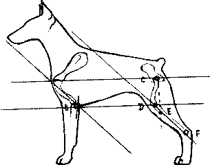 Экстерьер собаки и его оценка. Ерусалимский Евгений Львович. Иллюстрация 191